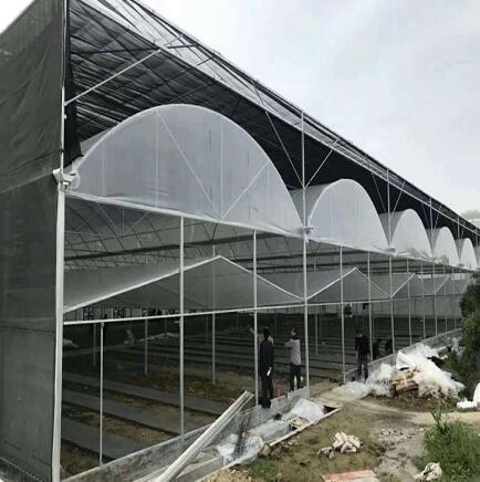新闻:台州天台连栋大棚管台州天台蔬菜温室大棚 椭圆管大棚30*80