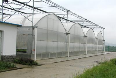 新聞:阿壩馬爾康連棟大棚管阿壩馬爾康蔬菜溫室大棚 橢圓管大棚30*80