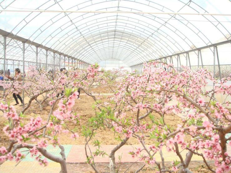 新聞:杭州西湖大棚管杭州西湖果樹大棚管杭州西湖果樹大棚鋼管構造圖