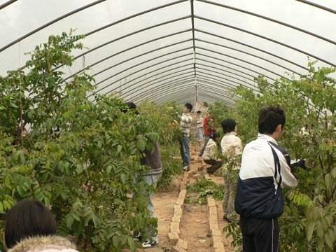 新聞:杭州西湖大棚管杭州西湖果樹大棚管杭州西湖果樹大棚鋼管構造圖