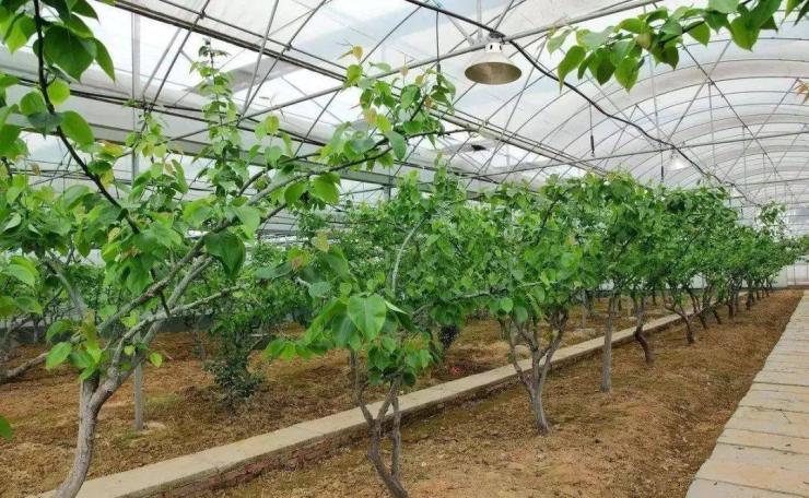 新聞:嘉興大棚管嘉興果樹大棚管嘉興果樹大棚鋼管構造圖