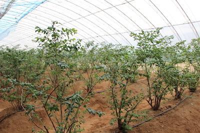 新聞:湘西永順大棚管湘西永順果樹大棚管湘西永順果樹大棚鋼管構造圖