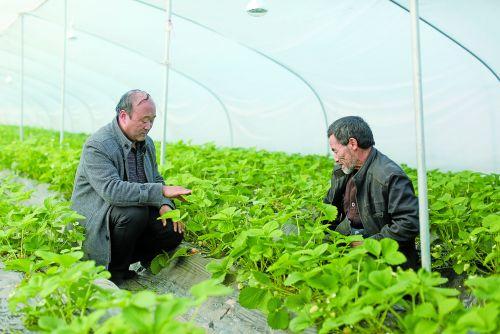 新闻:长沙宁乡大棚管长沙宁乡热镀锌大棚钢管锌层厚含锌量足的镀锌管