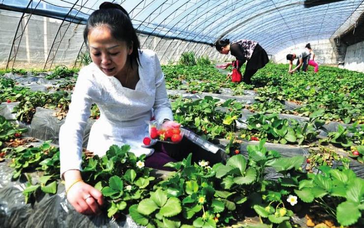 新闻:南京市大棚管南京市国强牌牛头牌大棚管拱管草莓棚4分-8寸