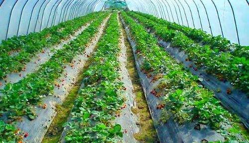 新闻:安徽亳州大棚管安徽亳州热镀锌大棚钢管锌层厚含锌量足的镀锌管