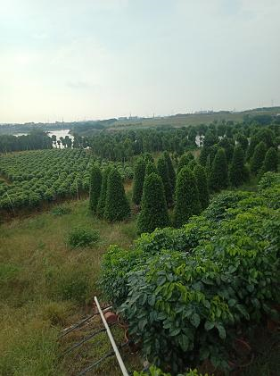 佛山市南海区苗木绿化基地