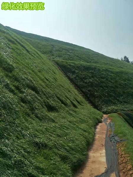 黑龙江绥化山体客土喷播机坡面绿化种植喷洒